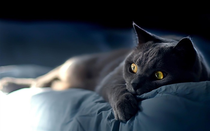 cat on blue sheets-Cat photography wallpaper Views:25398 Date:2012/6/21 21:03:48