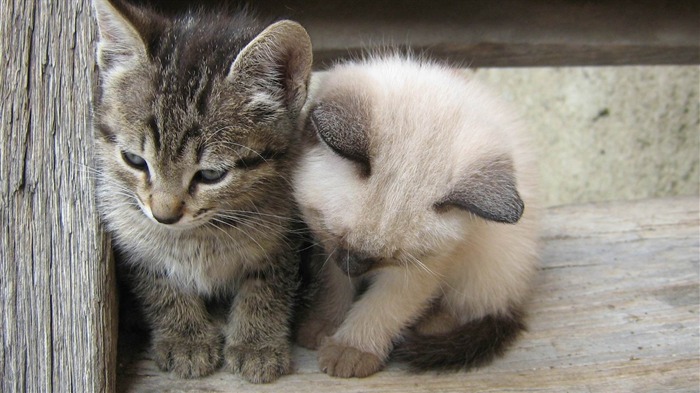 cats-Cat photography wallpaper Views:15613 Date:2012/6/21 21:04:07