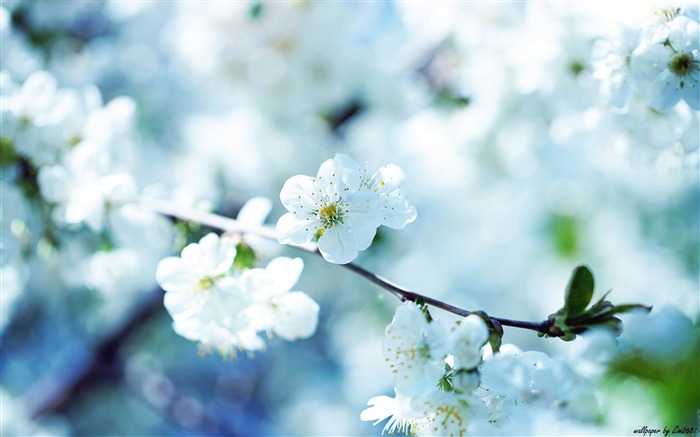 Fondo de fotografía de flores de cerezo Vistas:17335