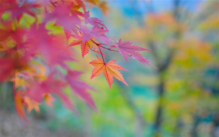 couleurs dans japon-Fond d'écran Paysage d'automne Vues:21122