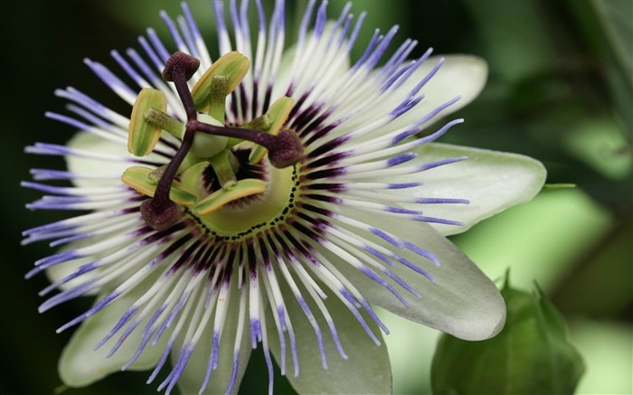 Papéis de Parede de Fotografia de Flores complicado Visualizações:10505