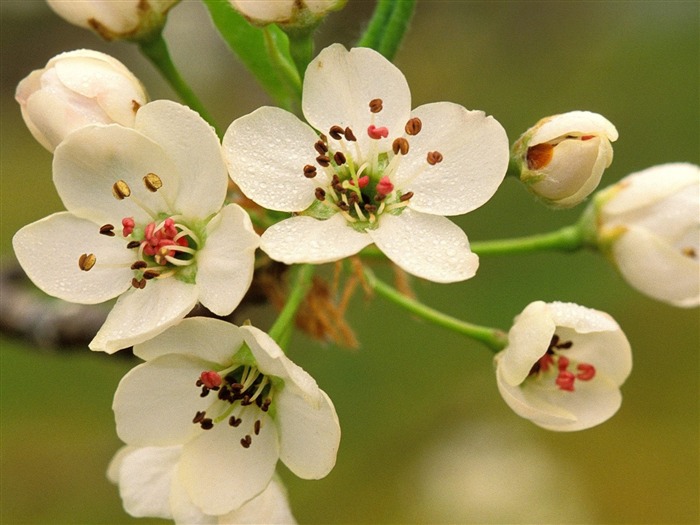 Crabapple fleurs-Été fleurs fond d'écran Vues:10159