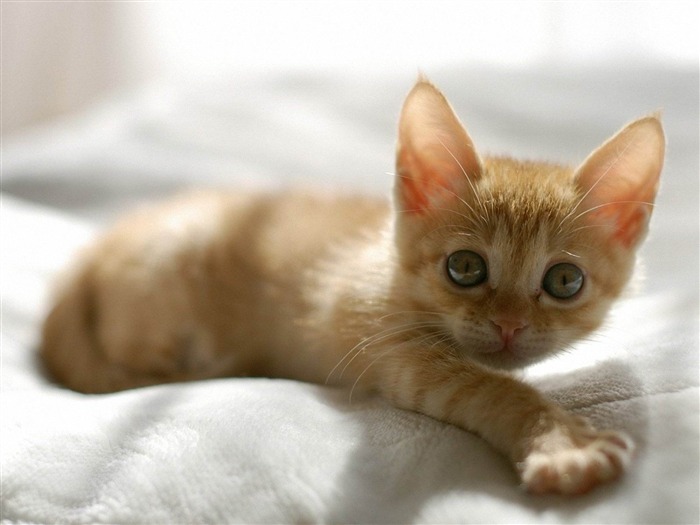 cute orange kitten-Cat photography wallpaper Views:19697 Date:2012/6/21 21:06:09