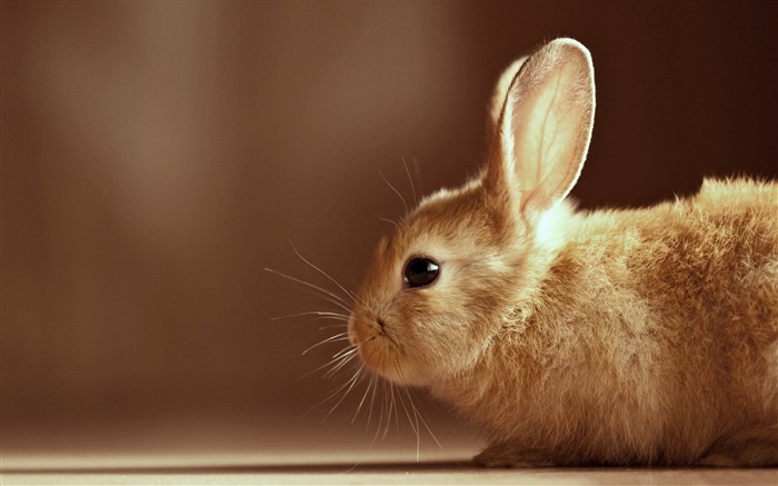 Lindo conejo - Papel pintado de fotografía de animales Vistas:15947