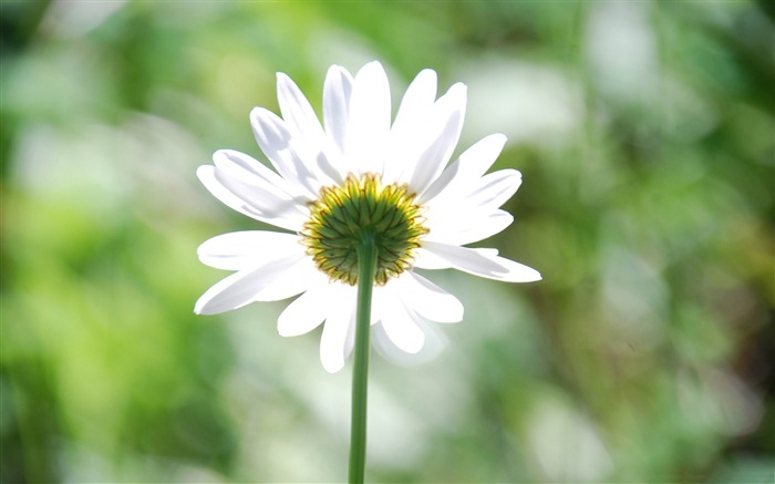 Margarida ao sol - Papéis de Parede de fotografia de flores Visualizações:17692