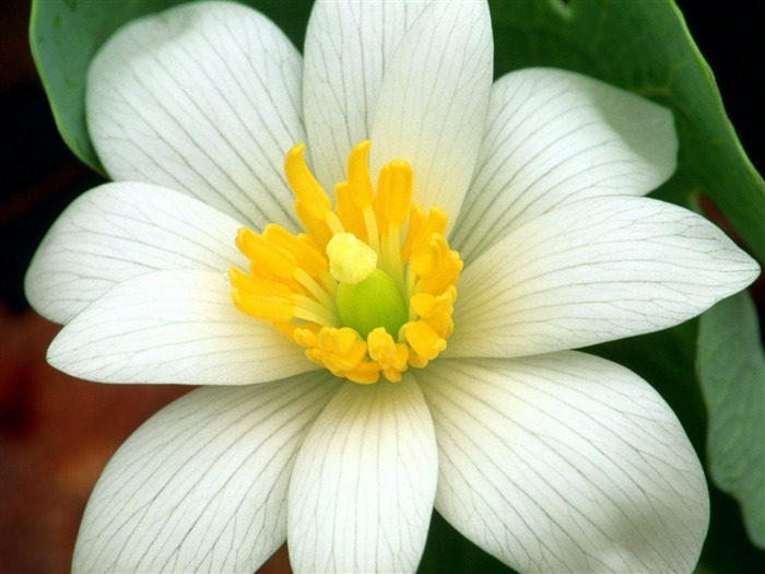 细腻bloodroot-夏季花卉壁纸 浏览:10835