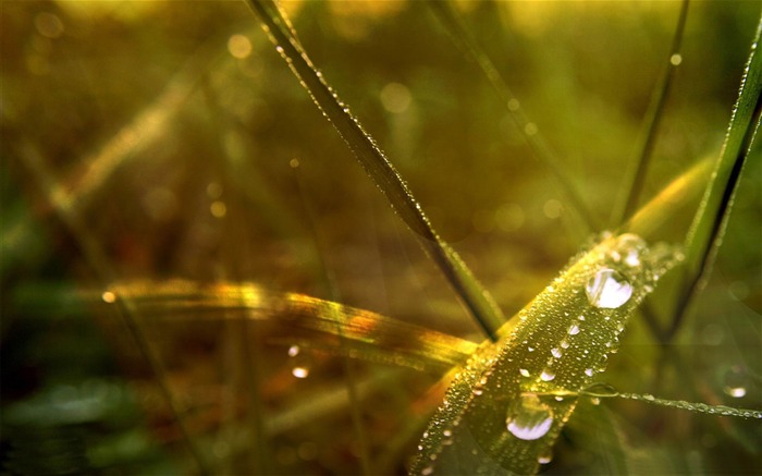 Gotas de rocío en la hierba-Macro fotografía fondo de pantalla Vistas:9456