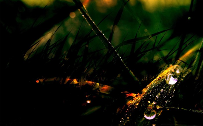 gotas de rocío sobre la hierba oscuro-macro fotografía fondo de pantalla Vistas:10467