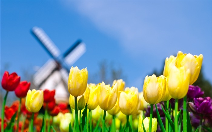 différentes fleurs-Été fleurs fond d'écran Vues:13994