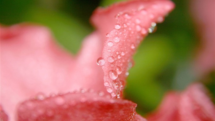 gouttes sur la fleur-Été fleurs fond d'écran Vues:9194