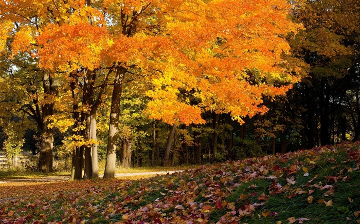 arbres d'automne-Fond d'écran Paysage d'automne Vues:39725