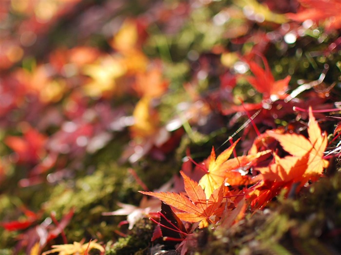 déchu de feuilles d'érable-Fond d'écran Paysage d'automne Vues:9680