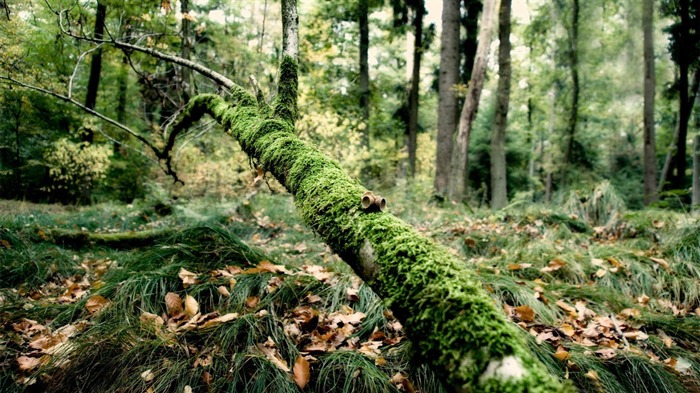 árvore caída na floresta - papel de parede das plantas florestais Visualizações:11318