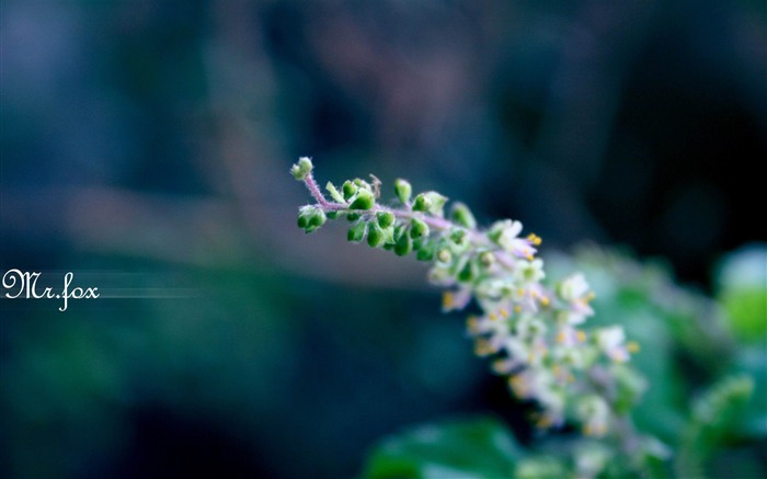 foto de macro de brotes de flores Vistas:9168