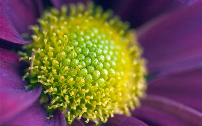 fleur de zoom-Été fleurs fond d'écran Vues:10612