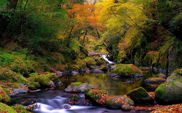 bosque arroyo otoño-paisaje natural fondo de pantalla Vistas:49335