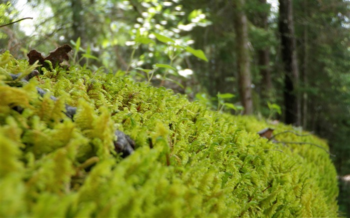 floresta musgo-Florestais planta papel de parede Visualizações:12820