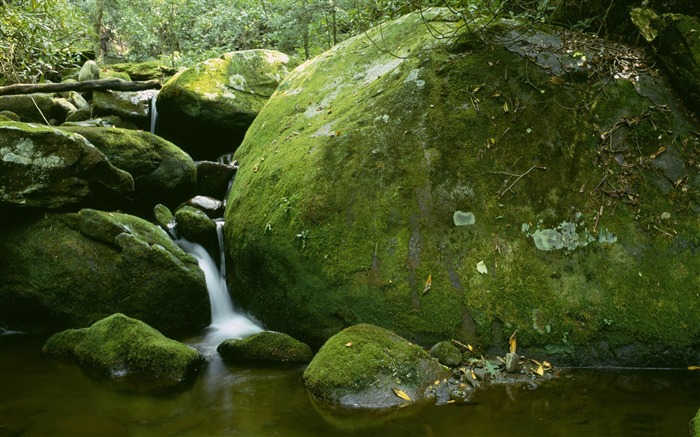 rochas da floresta - papel de parede das plantas florestais Visualizações:12230