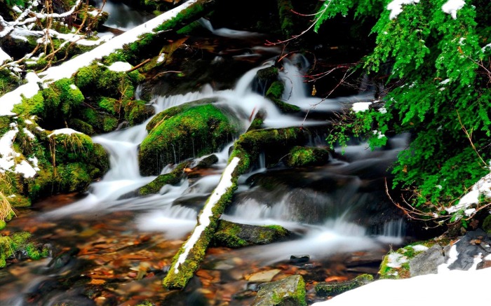 floresta de inverno - papel de parede de plantas florestais Visualizações:8777