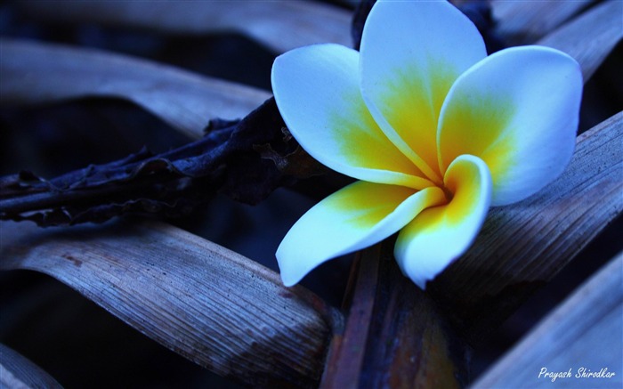 Frangipani-Papel de parede de fotografia de flores Visualizações:22584