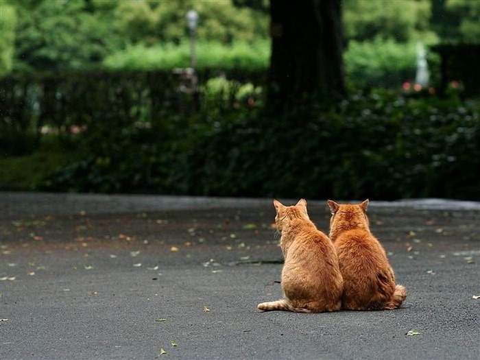 friends-Cat photography wallpaper Views:12870 Date:2012/6/21 21:06:42