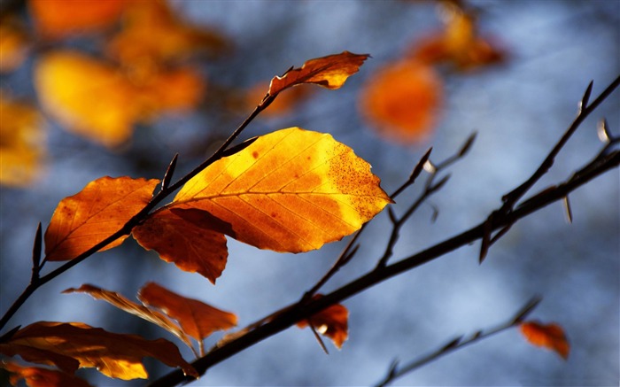 feuilles d'or-Fond d'écran Paysage d'automne Vues:10612