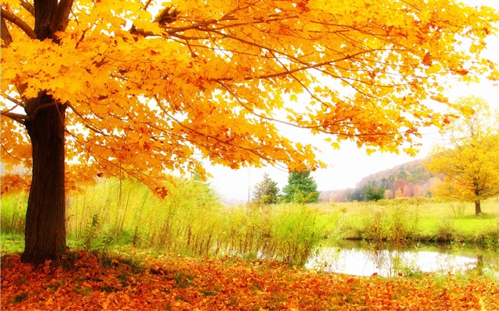 céleste-Fond d'écran Paysage d'automne Vues:56178