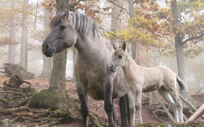 Árvores da floresta do cavalo - Papel de parede da foto animal Visualizações:9742