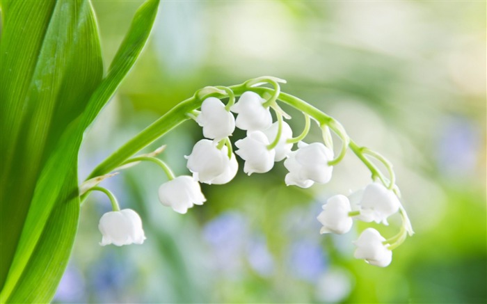 Papéis de Parede de flores do lírio do vale Visualizações:32213