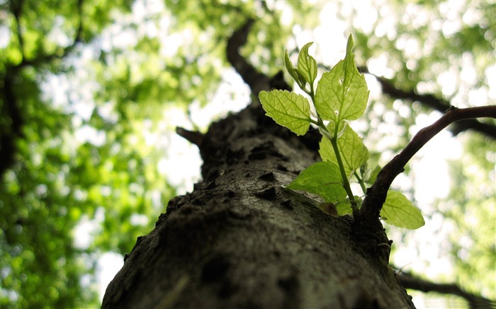 olhando para cima - papel de parede das plantas florestais Visualizações:10352