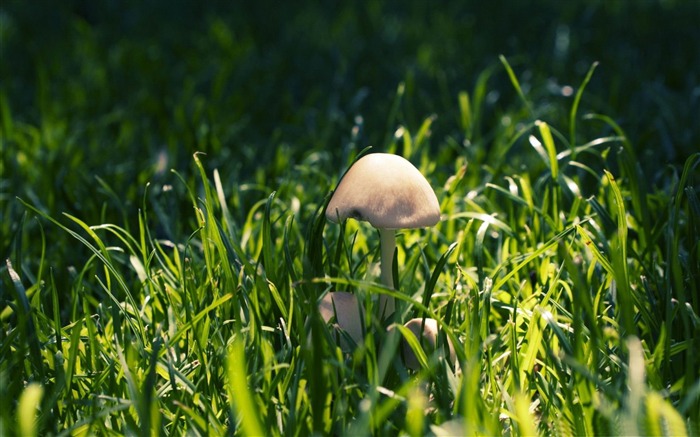 cogumelo na grama - papel de parede das plantas florestais Visualizações:9193