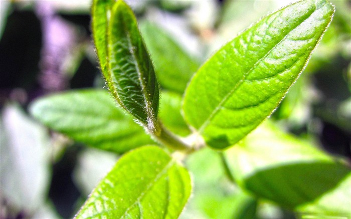 hojas de naturaleza: fotografía de macro Vistas:9492