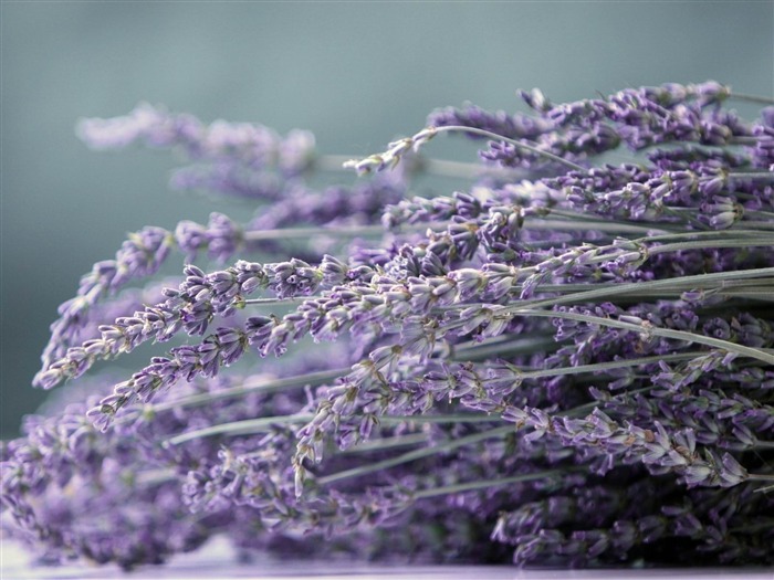 bonitas flores violetas-Flores fotografía Fondo de escritorio Vistas:8756