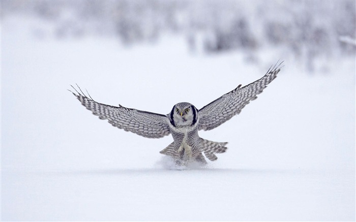 Finland do falcão do norte - Papel de parede da foto animal Visualizações:10854