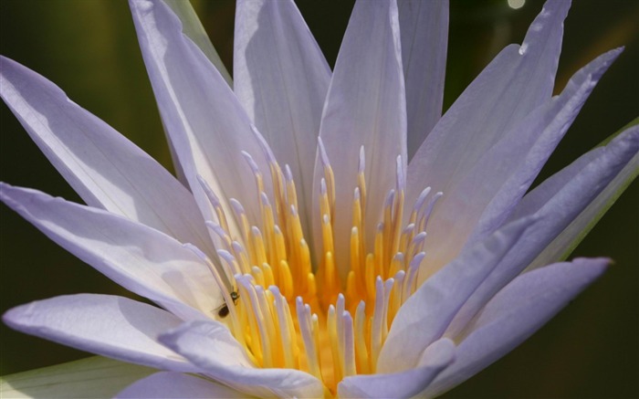 papel de parede da fotografia de flores da nymphaea Visualizações:9071