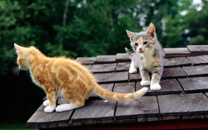 observing cats-Cat photography wallpaper Views:12704 Date:2012/6/21 21:09:26