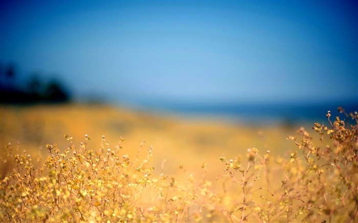 바다 해변 여름 풍경 벽지 찾아보기 :16227