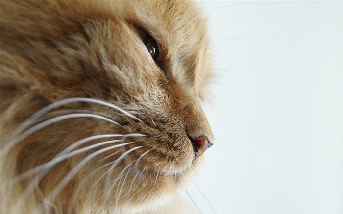 orange cat-Cat photography wallpaper Views:13108 Date:2012/6/21 21:10:02