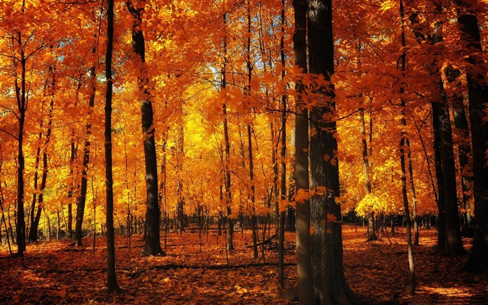 d'orange forêt-Fond d'écran Paysage d'automne Vues:60067