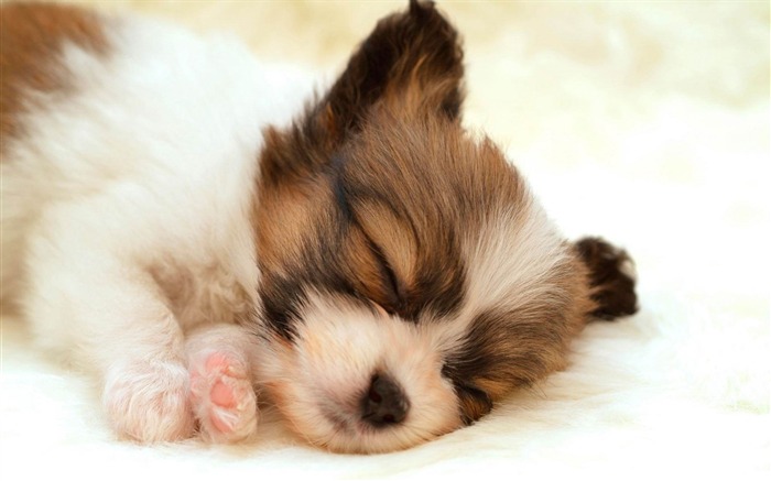 papillon puppy-Animal photography fondo de pantalla Vistas:15213