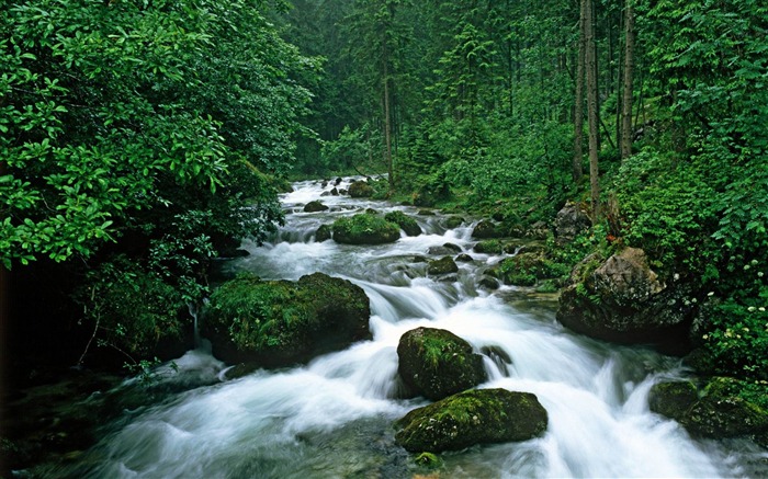 Fondo de pantalla de paisajes forestales pacíficos Vistas:21432