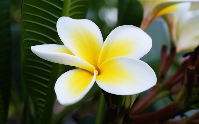 Papéis de Parede de fotografias de fotografia de flores mesmeric Visualizações:12135