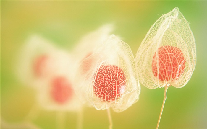 physalis fruits-Macro photography fondo de pantalla Vistas:13935