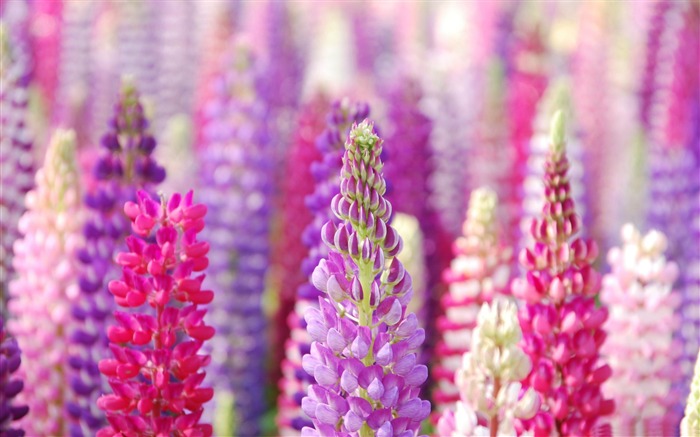 Papel de parede rosa e roxo de fotografia de lupine-Flowers Visualizações:15990