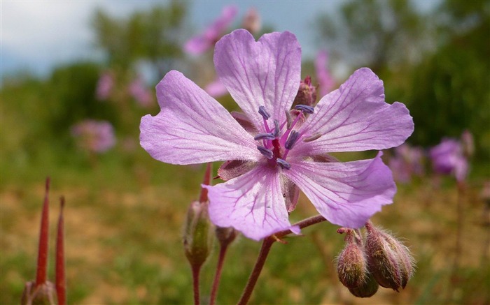 Flor de rosa - Papel de parede da fotografia de flores Visualizações:9221