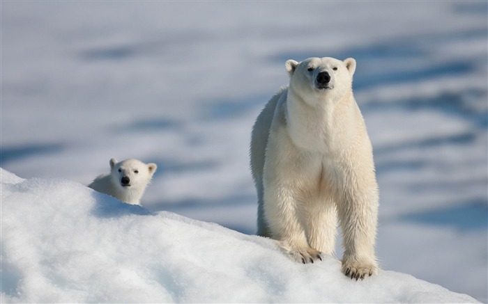 シロクマと赤ちゃん-動物写真の壁紙 ブラウズ:39321