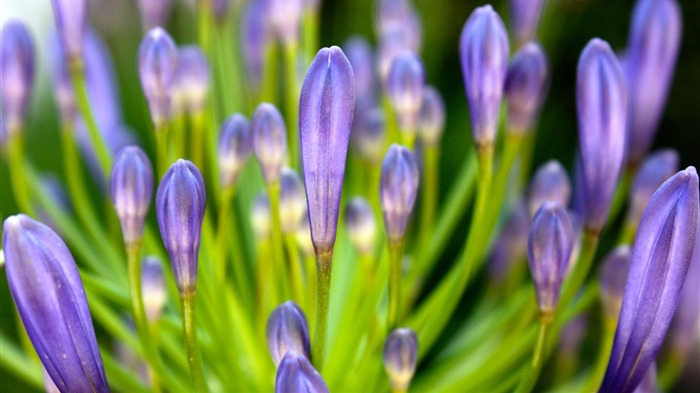 pourpre-Été fleurs fond d'écran Vues:10013