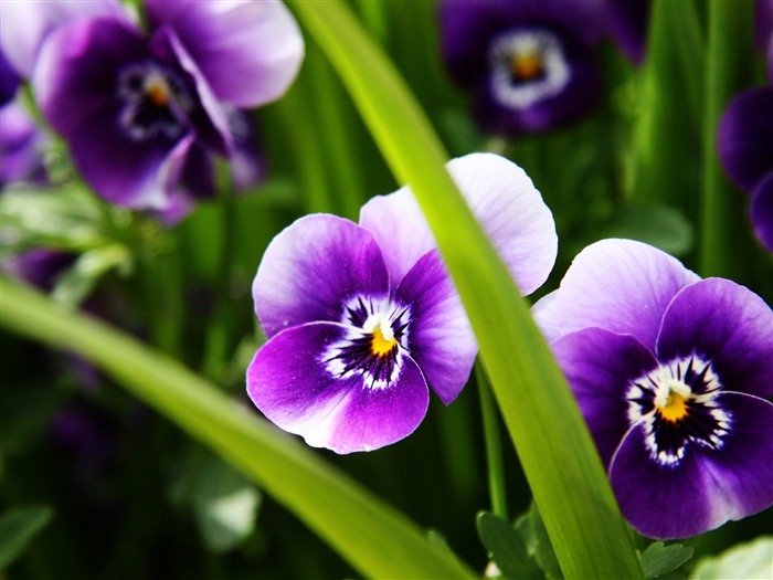 flor morada -Flores fotografía fondo de pantalla Vistas:10321