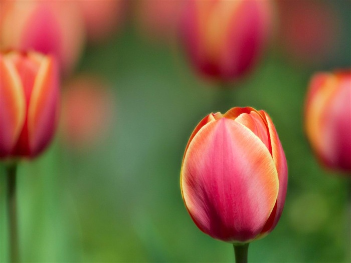 tulipán rojo -Flores fotografía fondo de pantalla Vistas:8050