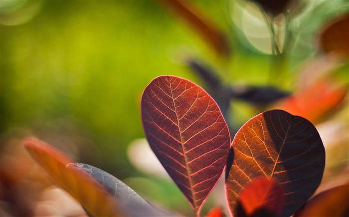 folhas avermelhadas - papel de parede da macro fotografia Visualizações:10493